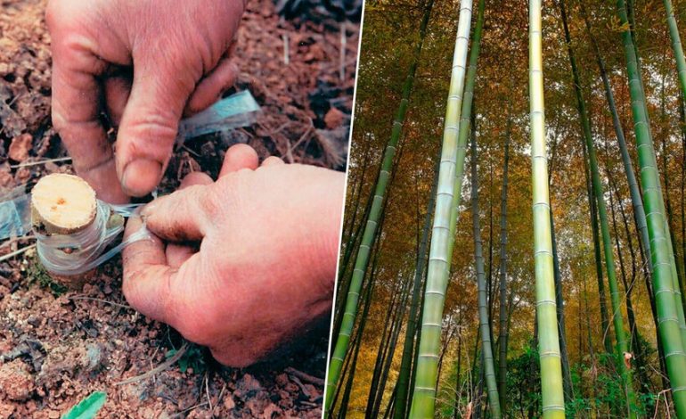 El aceite moderno no inventó nada. China ya extrajo gas natural hace 2.000 años y lo transportó por tuberías de bambú