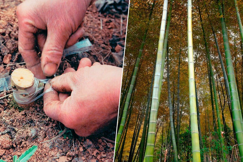El aceite moderno no inventó nada. China ya extrajo gas natural hace 2.000 años y lo transportó por tuberías de bambú