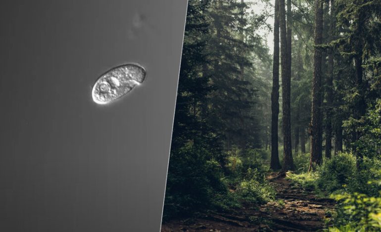 Hace millones de años, la simbiosis entre dos células creó un nuevo reino en la naturaleza. Estamos tratando de replicar la reunión