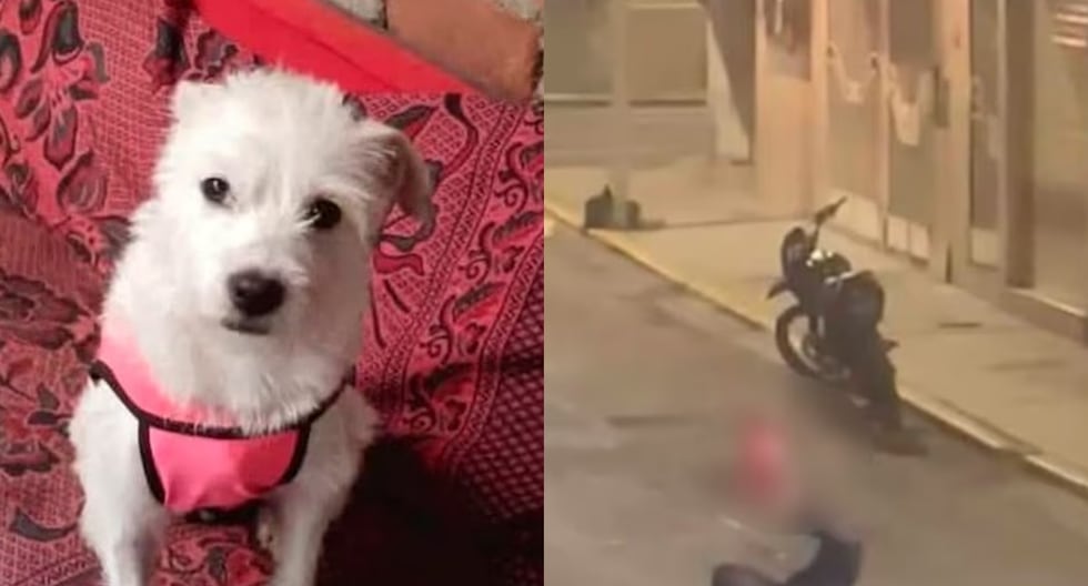 Trujillo: El hombre mata brutalmente a un perro en el centro histórico | PNP | Abuso animal | Último | PERÚ