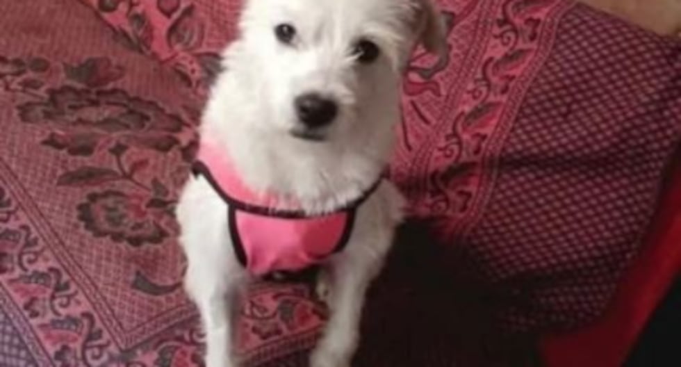 Trujillo: el alcalde provincial denuncia criminalmente a un hombre acusado de matar a un perro en carreteras públicas | Último | PERÚ