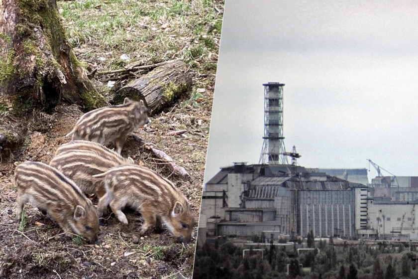 Nos habíamos estado preguntando durante años por qué el jabalí Chernobyl Wild era tan radiactivo. La respuesta no estuvo en el accidente

 – El diario andino