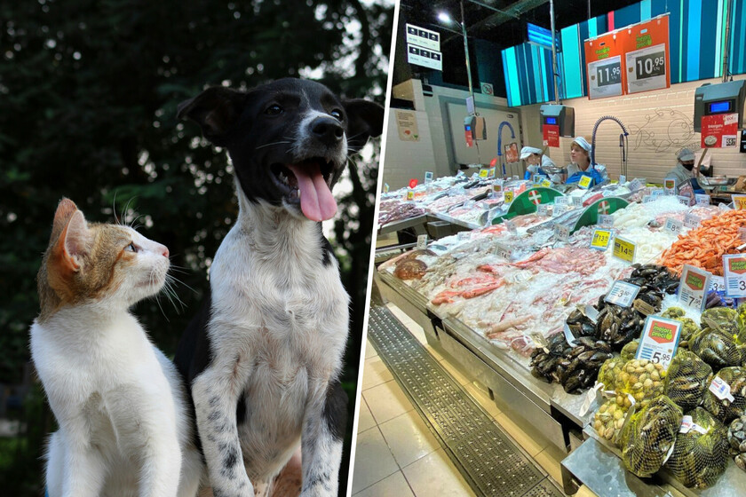 Los españoles comen cada vez menos pescado. Entonces los pescadores están reciclando su producto … para mascotas

 – El diario andino