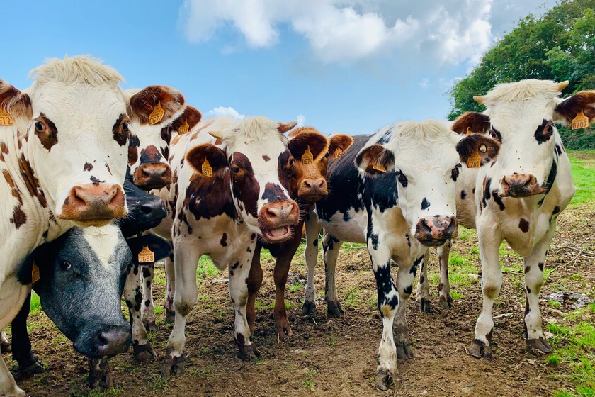 Abrir uno con vacas

 – El diario andino