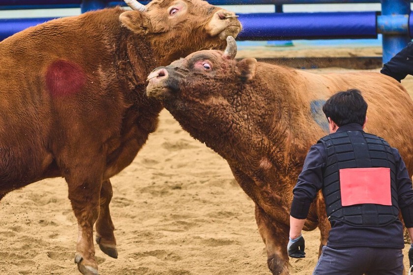 Corea del Sur ha estado celebrando sus «corridas de toros» particulares. Y ahora enfrenta el mismo dilema que España

 – El diario andino