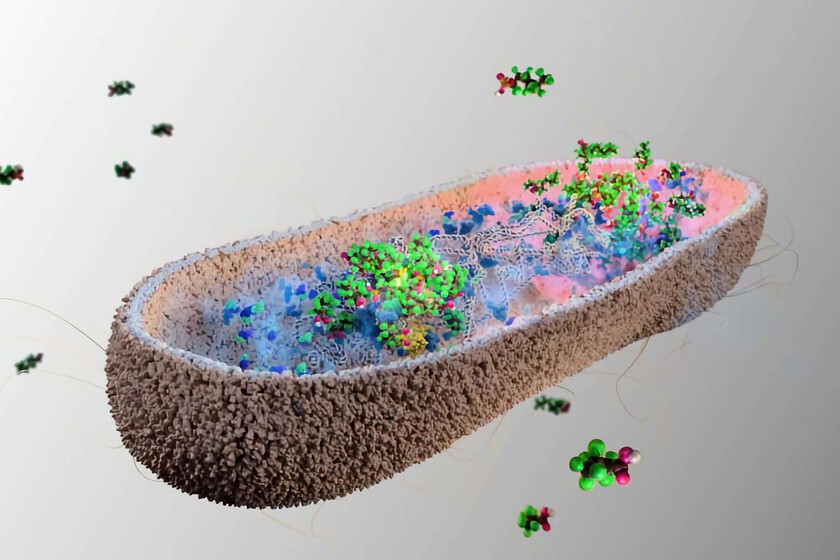 Nuestro cuerpo está lleno de «productos químicos eternos» casi indestructibles. Resulta que tenemos la solución en el intestino

 – El diario andino