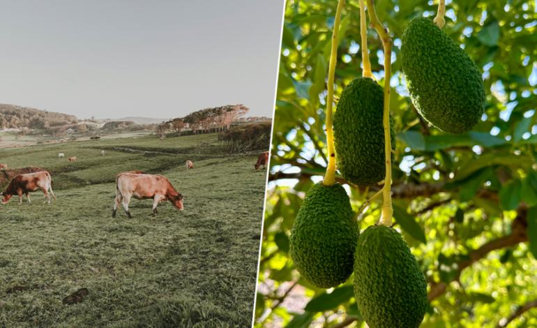 Andalucía se ha convertido en una tierra hostil para el aguacate. Entonces, una región inesperada se está haciendo cargo: Galicia

 – El diario andino