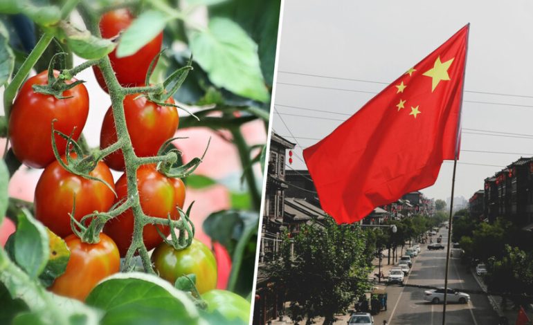 Extremadura les prometió muy contentos con su poderosa industria de tomate español. Hasta que llegó China
– El diario andino