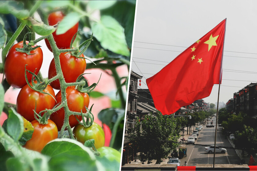 Extremadura les prometió muy contentos con su poderosa industria de tomate español. Hasta que llegó China

 – El diario andino
