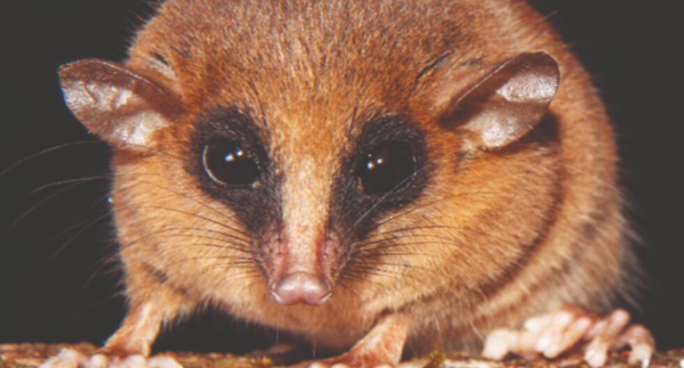 SAN MARTÍN: Los científicos descubren una nueva especie de marsupial en el Parque Nacional del Río Abyseo | Último | PERÚ

 – El diario andino