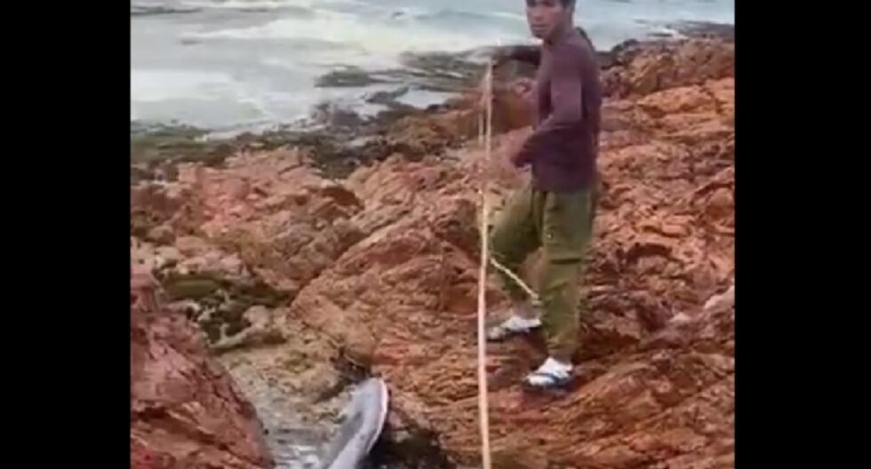 ICA: la cría de Terote es rescatada después de ser varado entre rocas en Ocucaje | Último | PERÚ

 – El diario andino