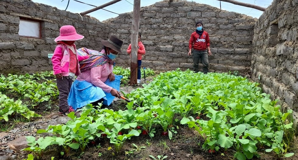 MIDIS: Quechua: los productores que hacen fertilizantes orgánicos basados en carne de res, leche y alfalfa en Tambo de Huancavelica | Último | PERÚ

 – El diario andino