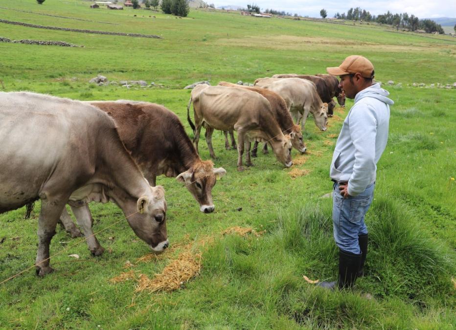 El sector del ganado se ve seriamente afectado por el obstáculo

 – El diario andino