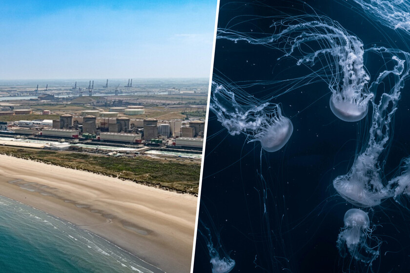 Francia ha encontrado algo capaz de paralizar una planta de energía nuclear: enjambres de medusas

 – El diario andino