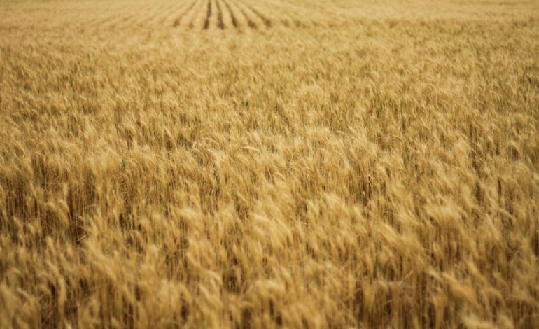 Las lluvias de primavera han generado un problema inesperado para los agricultores españoles: cereales demasiado baratos
– El diario andino