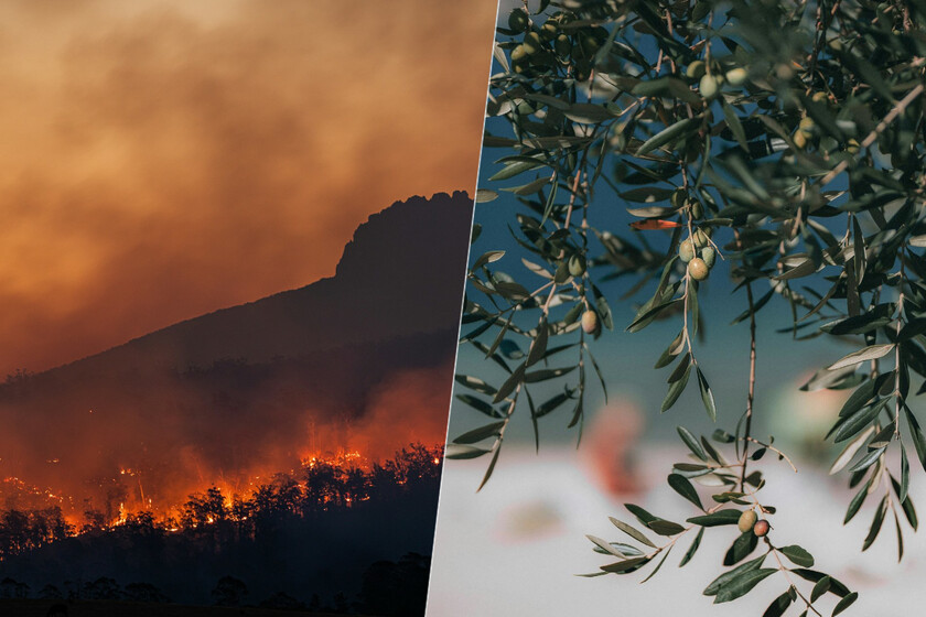 Este año parecía destinado a ser la recuperación de los cultivos. Las olas de calor y el fuego están cambiando esto

 – El diario andino