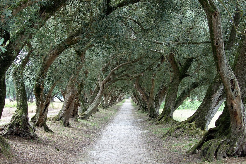 Durante los siglos, Galicia fue una tierra próspera de olivos con variedades únicas en el mundo. Lo que lo cambió sigue siendo un misterio

 – El diario andino
