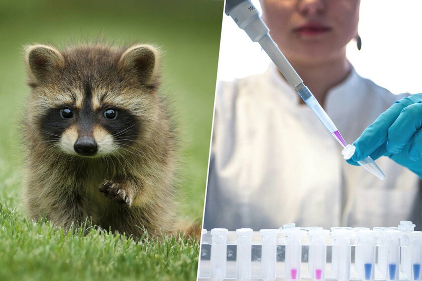 El lugar donde se almacenan docenas de células animales en caso de que haya un gran desastre

 – El diario andino