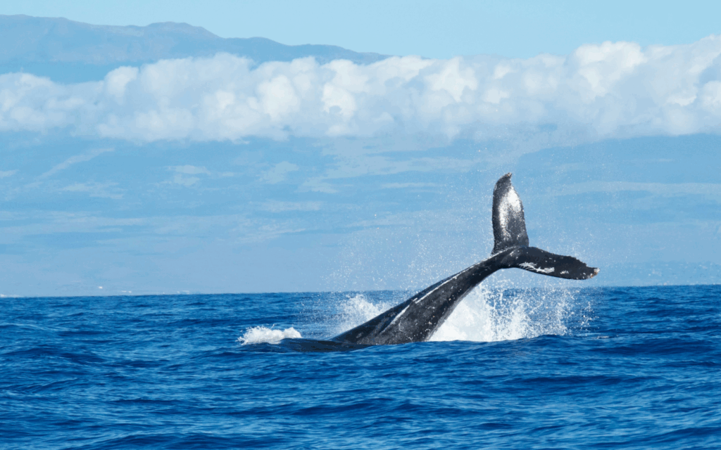 Tragedia en Nueva Jersey: la ballena muere después de chocar en bote y arrojar a una persona al mar

 – El diario andino