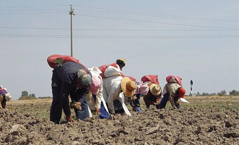 La ley agraria dará la fruta para el mercado laboral
– El diario andino