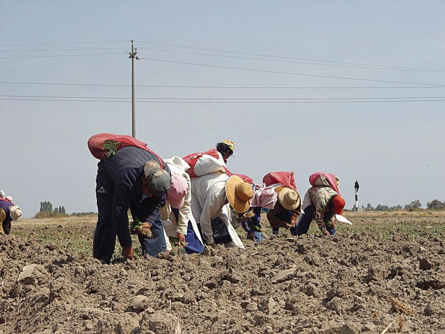 La ley agraria dará la fruta para el mercado laboral

 – El diario andino