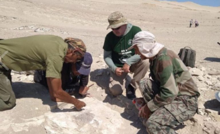 ICA: Descubren restos fósiles completos de una especie de ave de hace 20 millones de años | Último | PERÚ
– El diario andino
