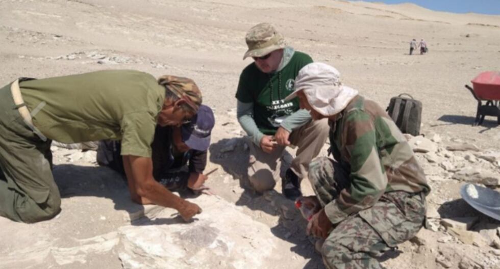 ICA: Descubren restos fósiles completos de una especie de ave de hace 20 millones de años | Último | PERÚ

 – El diario andino