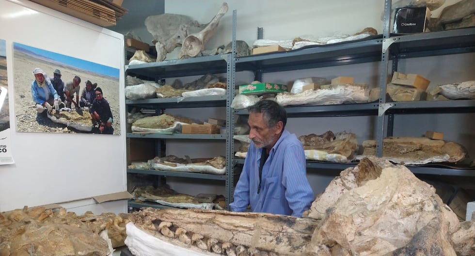 «Estoy amenazado con la muerte»: Mario Urbina y el descubrimiento de un pájaro de 20 millones de años que muestra la amenaza en Ocuaje | PERÚ

 – El diario andino