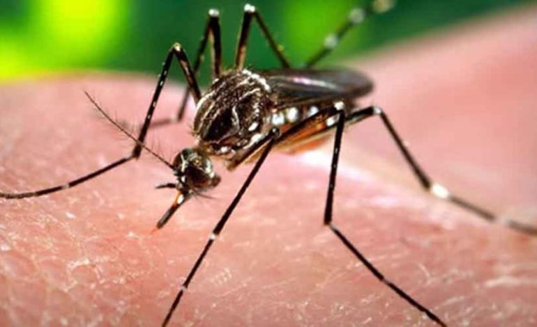 Estados Unidos suspende una licencia de ventas de vacunas contra Chikunguaña por efectos secundarios graves | Chikungunya Último | MUNDO
– El diario andino