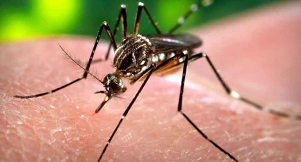 Estados Unidos suspende una licencia de ventas de vacunas contra Chikunguaña por efectos secundarios graves | Chikungunya Último | MUNDO

 – El diario andino