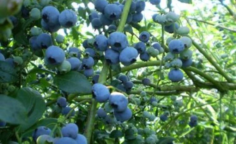 ‘Oro azul’ que conquista los mercados
– El diario andino