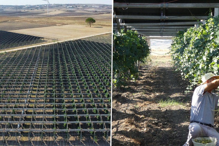 Mejoran la calidad del vino

 – El diario andino