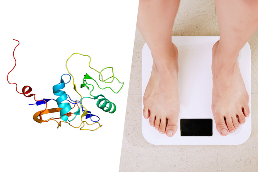 ratones que no engordan aunque consumen una dieta de grasa

 – El diario andino