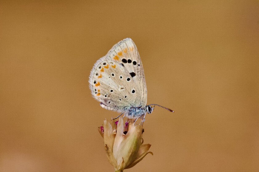 Una mariposa corredera se ha convertido en el animal con el mayor número de cromosomas que las noticias: 229 pares

 – El diario andino
