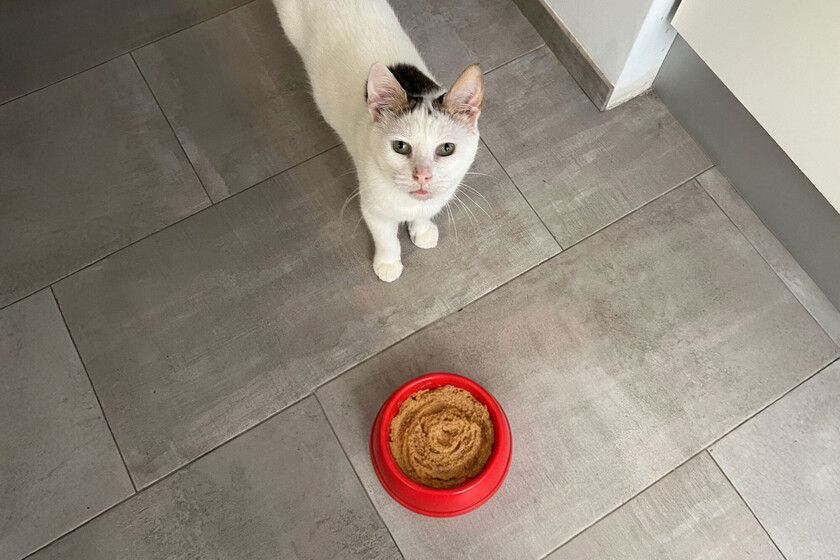 Que su gato ignore que la comida apetitosa tiene una explicación científica. Se llama neofobia y su seguro de vida

 – El diario andino