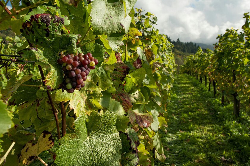 Los agricultores esperan una de las peores cosechas de lo que sucede en el siglo

 – El diario andino