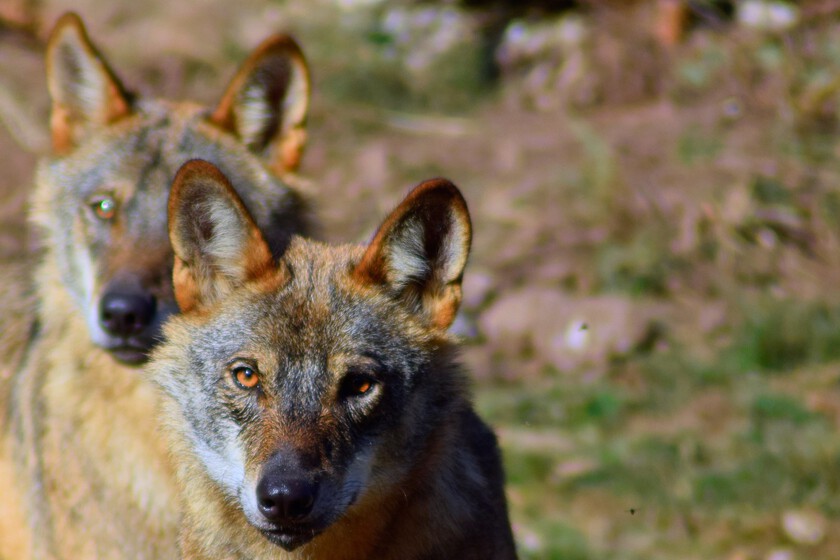 El lobo ha sido una gran papa política caliente durante años. En Asturias permitirán a los cazadores deyectuarlos

 – El diario andino