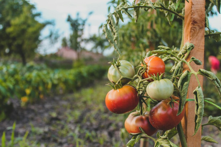 El verano ha sido tan difícil que ha tomado la mayor cantidad de ingredientes de verano en la ensalada: tomate

 – El diario andino