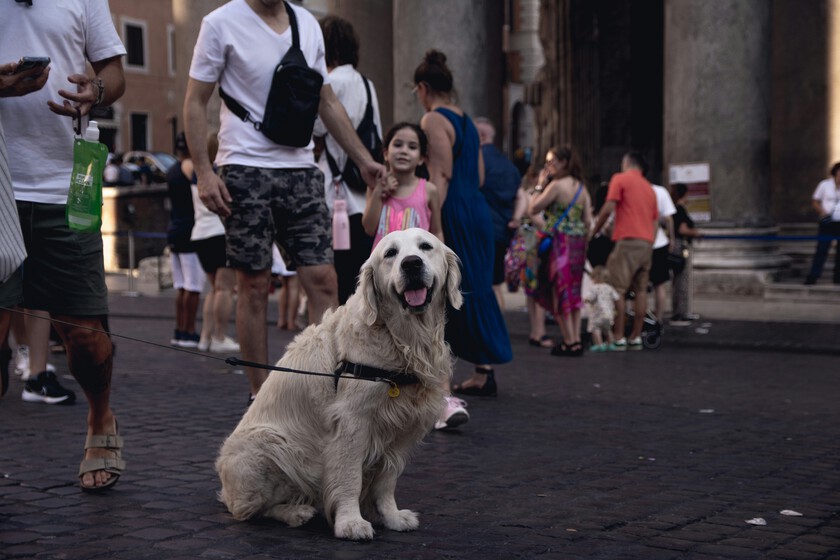 Un impuesto sobre los perros turísticos

 – El diario andino