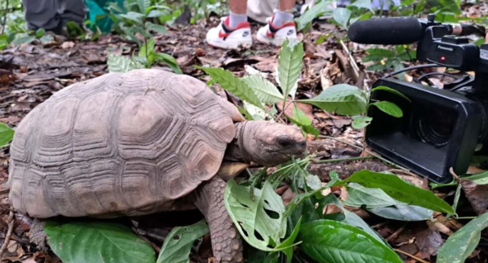 Loreto: las tortugas y los años rescatados del tráfico ilegal se liberan en Pacaya Samiria | Último | PERÚ

 – El diario andino
