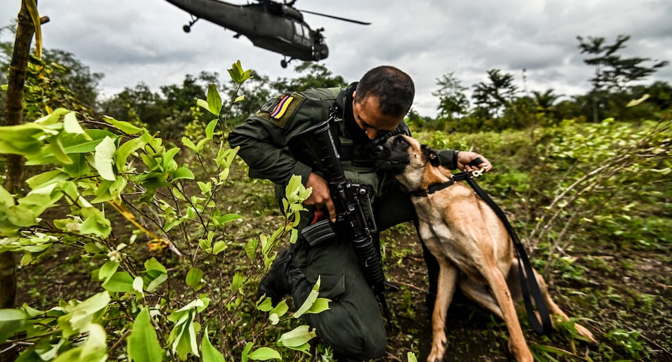 Colombia | Qué significa que Estados Unidos retira la certificación en la lucha contra las drogas y el tráfico de drogas | Gustavo Petro | Donald Trump | MUNDO

 – El diario andino