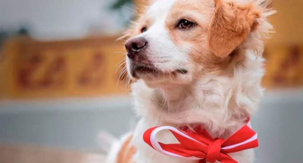Ley Ejecutiva de Promulgas que reconoce al Pastor Chiribaya Dog como Patrimonio Cultural de la Nación | Último | PERÚ

 – El diario andino