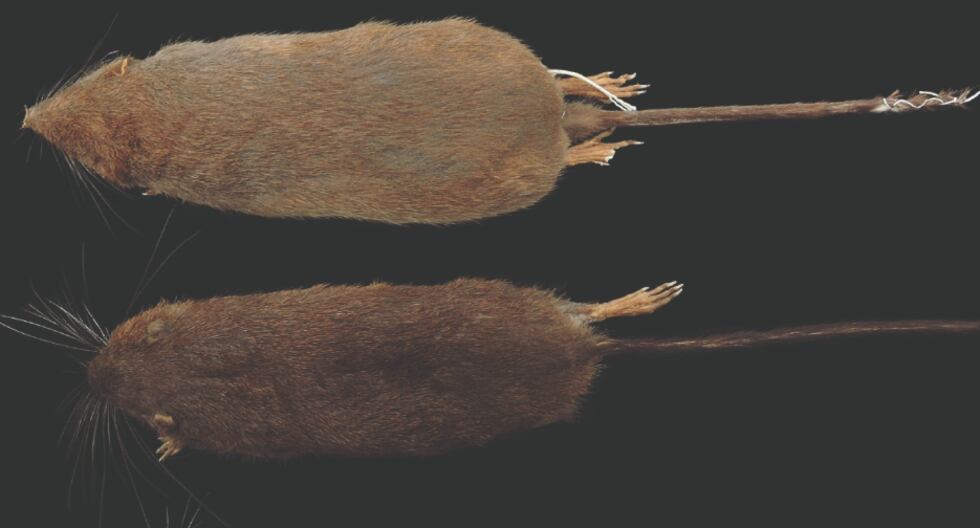 Descubren una nueva especie de roedor en el Parque Nacional Tingo María: los Daptomys Nunashae | Último | PERÚ

 – El diario andino