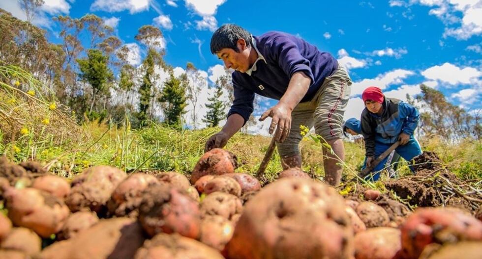 El gobierno prioriza la atención agrícola con la cartera de proyectos de agua, acceso a nuevos mercados y título gratuito | PERÚ

 – El diario andino