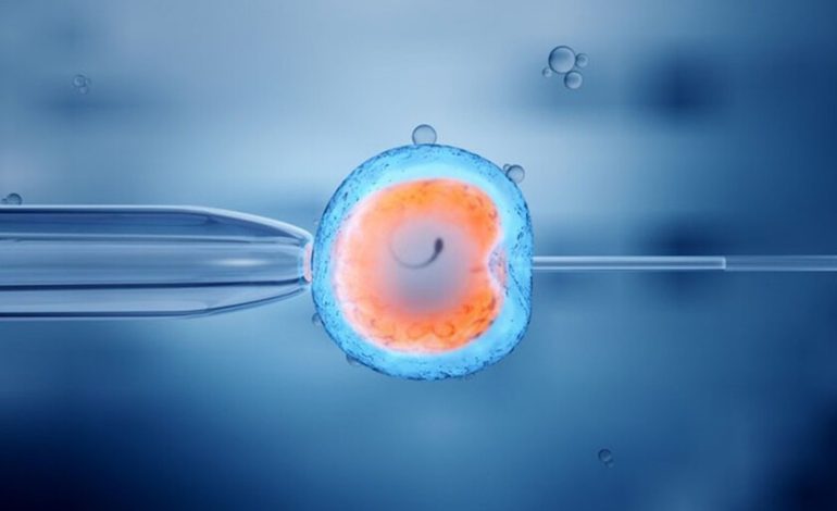 Hace 29 años clonamos a las ovejas Dolly. Gracias a esto, hoy estamos un paso más cerca de resolver la crisis de fertilidad

 – El diario andino