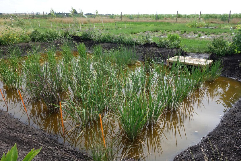El arroz español ha salido en el país más inesperado de Europa: Inglaterra

 – El diario andino