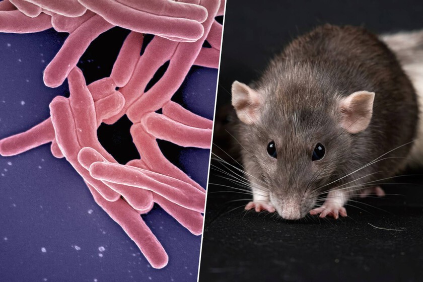 La ‘tecnología’ animal que está superando a los laboratorios

 – El diario andino