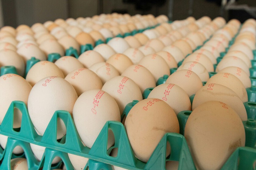 Nadie ha encontrado la gallina de los huevos de oro, pero por el precio de los huevos en el supermercado así parece

 – El diario andino