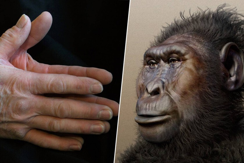 las manos de los humanos vinieron antes que los humanos

 – El diario andino