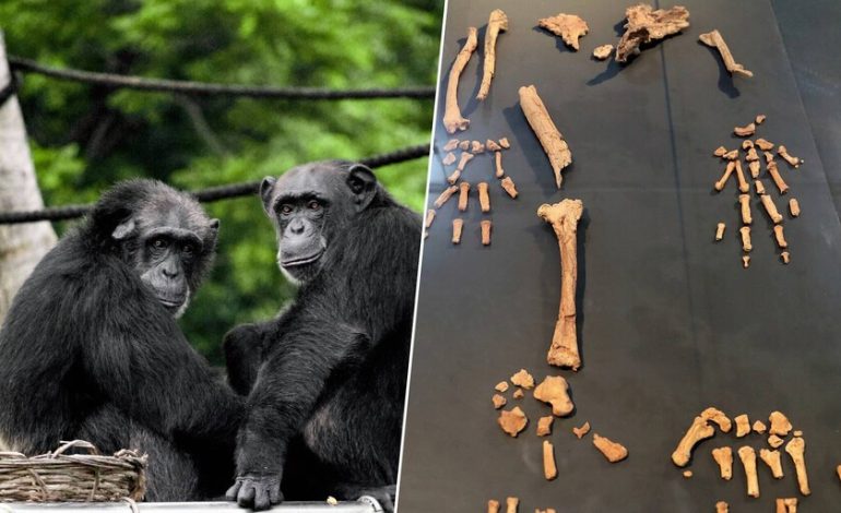 Un tobillo de 4,4 millones de años ha puesto patas arriba la historia del bipedalismo y todo lo que sabíamos sobre nuestros antepasados.

 – El diario andino